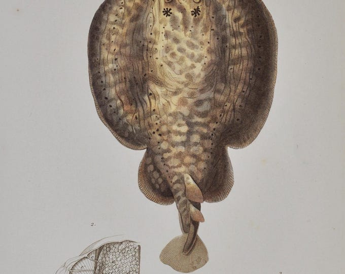 Marbled Electric Ray (Torpedo Marmorata) - Hand-colored Original Antique Fish Print - Cuvier engraving 1840s