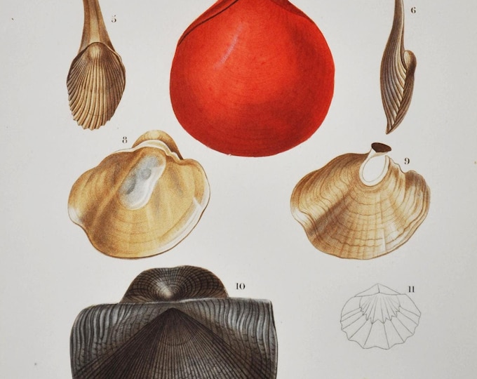 Terebratula Sayi, Productus Antiquatus - Hand-colored Original Antique Fish Print - Orbigny engraving from 1849 (shellfish, shell sea snail)