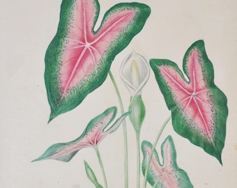 Heart of Jesus - Hand-colored Original Antique Botanical Print - Orbigny engraving 1849 (caladium bicolor caladion elephant ear angel wings)