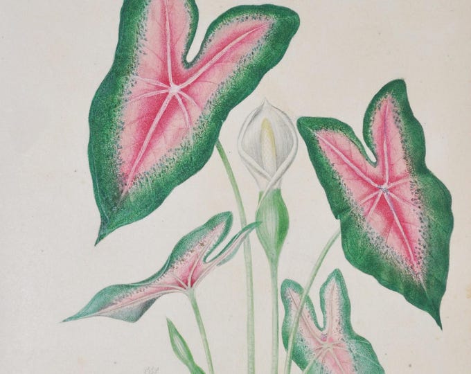 Heart of Jesus - Hand-colored Original Antique Botanical Print - Orbigny engraving 1849 (caladium bicolor caladion elephant ear angel wings)