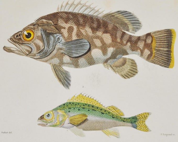 Atlantic Wreckfish & Eurasian Ruffe - Hand-colored Original Antique Fish Print - Cuvier engraving 1840s
