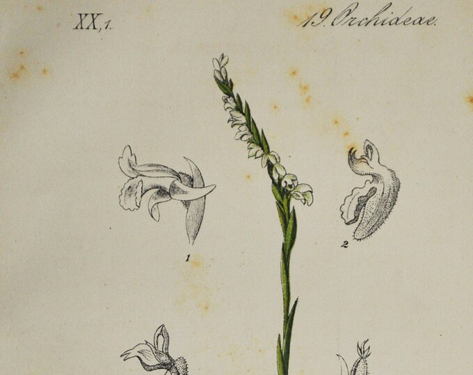 Autumn Lady's-Tresses Orchid Print - Original Antique Botanical 1880s - Spiranthes autumnalis (plant flower seed Cranichideae spiralis)