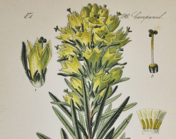 Large Bellflower Print - Original Antique Botanical Print 1880s - Campanula thyrsoides (plant flower seed garden yellow Campanulaceae alps)