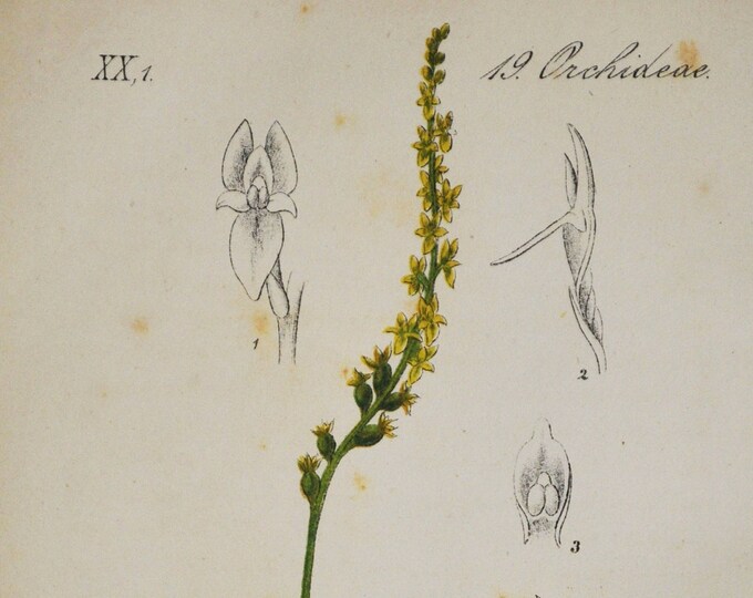 Bog Adder's-Mouth Orchid Print - Original Antique Botanical 1880s - Malaxis paludosa (plant flower seed Orchidaceae Hammarbya Malaxideae)