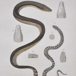 Può includere: Una stampa zoologica vintage intitolata REGNE ANIMAL Reptiles che raffigura due serpenti. Uno è marrone scuro con ventre giallo e coda a motivi. L'altro è grigio con bande scure. Include diagrammi dettagliati delle squame e del testo.