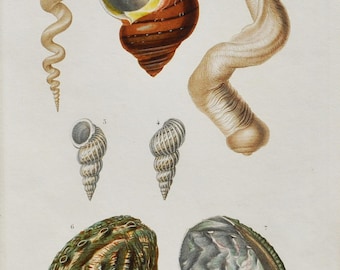 Worm Shells, Sea Snail, Abalone, Coral Snail  - Hand-colored Original Antique Fish Print - Orbigny engraving from 1849 (shellfish clams)