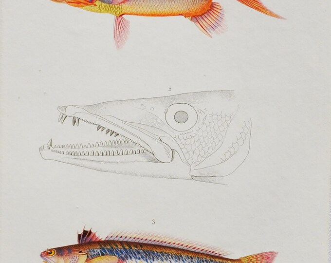 Holocentrum Longipenne / Barracuda / Greater Weever - Hand-colored Original Antique Fish Print - Orbigny engraving from 1849 (trachinus)