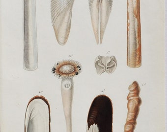 Common Piddock, Pod Razor, Aspergillum, Glycymeris - Hand-colored Original Antique Fish Print - Orbigny engraving from 1849 (shellfish clams