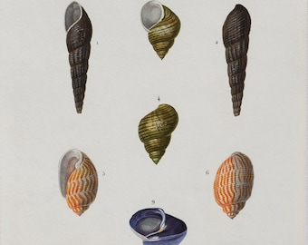 Sulcate Pyram, Melania Atra, Bellamya etc - Hand-colored Original Antique Fish Print - Orbigny engraving from 1849 (shellfish clams snail)