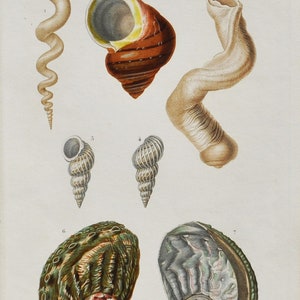 Puede incluir: Una ilustración vintage de varias conchas marinas, incluyendo una concha en espiral, una concha cónica y una concha de abulón verde grande. La ilustración está etiquetada con los nombres científicos de las conchas y el texto "Mollusques, Pl. II".