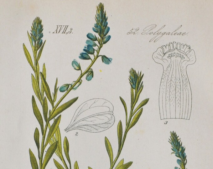 Tufted Milkwort Print - Original Antique Botanical Print 1880s - Polygala comosa (plant flower seed garden Polygalaceae europe milk wort)