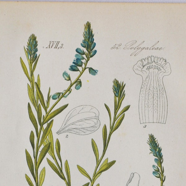 Getufte melkkruid Print - Originele Antieke Botanische Print 1880s - Polygala comosa (plant bloem zaad tuin Polygalaceae europa melk wort)