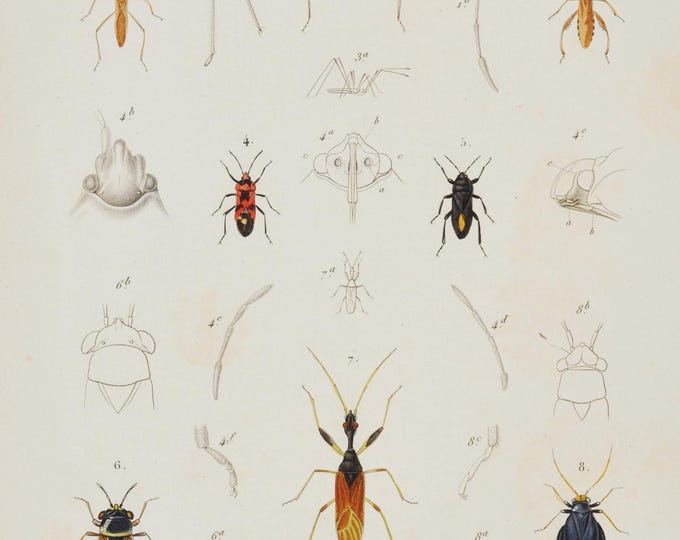 Broad-Headed Bug / Rice Bug or Gundhi Bug / Palearctic Stilt Bug - Hand-colored Original Antique Insect Print - Cuvier engraving 1840s