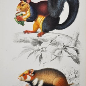 Puede incluir: Una ilustración antigua de dos roedores. La imagen superior muestra una ardilla con una cola negra y un cuerpo rojo, amarillo y azul. La ardilla está sosteniendo una nuez verde en sus patas. La imagen inferior muestra un hámster con un cuerpo marrón, blanco y negro. La ilustración está etiquetada como "Grand Ecureuil da Malabar (Sciurus maximus, 4.)" y "Hamster ordinaire (Cricetus vulgaris, dorm.) 13 de grand. not."