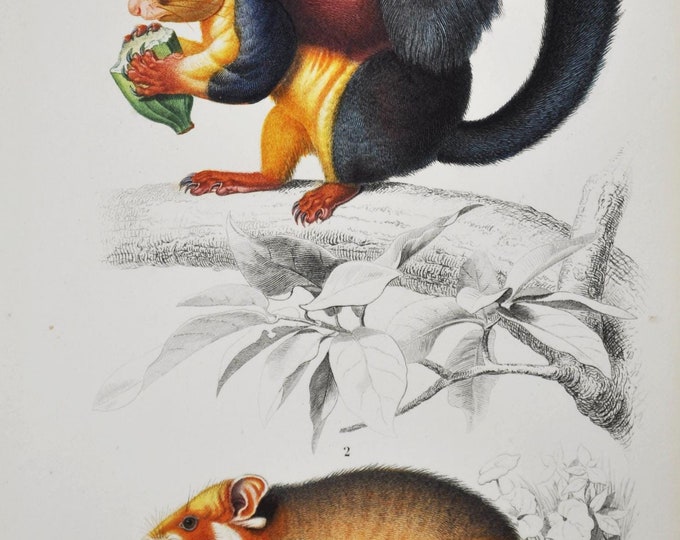 Hamster / Squirrel - Hand-colored Original Antique Animal Print - Orbigny engraving from 1849 (sciurus maximus, great giant, indian, rodent)