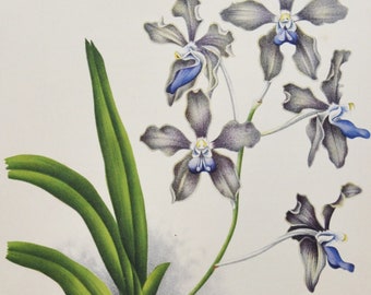 Vanda Amoena - Original Large Antique Orchid Print 1880s - orchidaceae botanical botany plant flower linden orchidee blue purple white