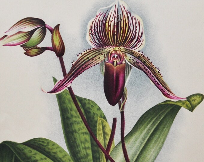Cypripedium Wiertzianum - Original Large Antique Orchid Print 1880s - orchidaceae botanical botany plant flower linden orchidee white purple
