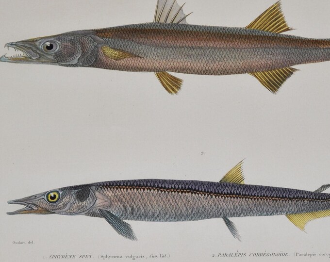 European Barracuda or Mediterranean Barracuda & Sharpchin Barracudina - Hand-colored Original Antique Fish Print - Cuvier engraving 1840s
