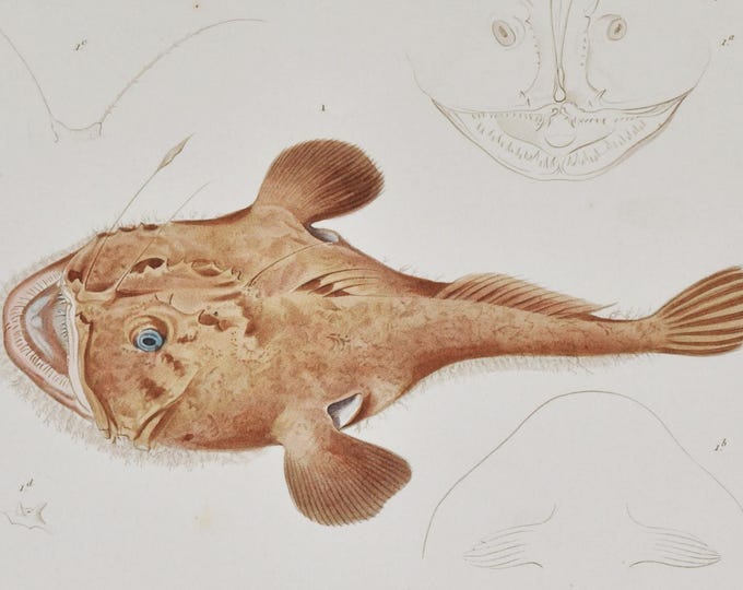 Angler (lophius piscatorius) - Hand-colored Original Antique Fish Print - Cuvier engraving 1840s