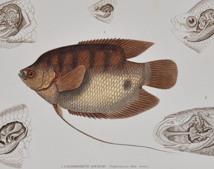 Giant gourami (Osphronemus goramy) - Hand-colored Original Antique Fish Print - Cuvier engraving 1840s
