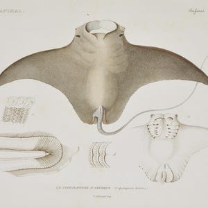 Op de afbeelding: Antieke prent van een rog, met gedetailleerde illustraties van de anatomie van het dier. Het kunstwerk is in grijstinten en beige, met wetenschappelijke labels en tekst in het Frans. Een vintage stuk voor liefhebbers van het zeeleven.