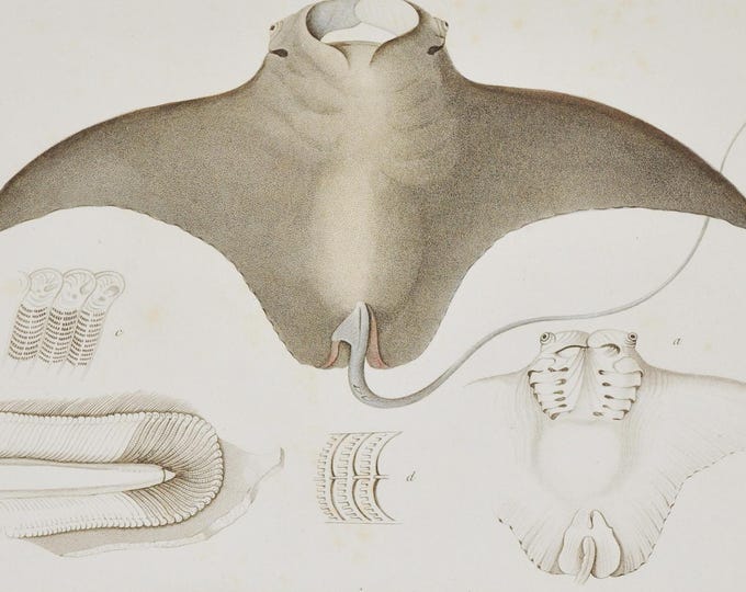 Devil Fish or Giant Devil Ray (cephalopterus diabolus / Mobula mobular) - Hand-colored Original Antique Fish Print - Cuvier engraving 1840s