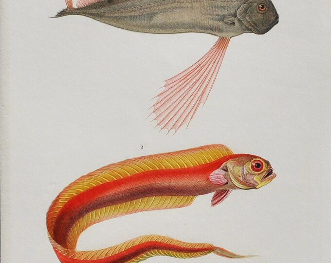 Ribbonfish and Bandfish - Hand-colored Original Antique Fish Print - Orbigny engraving from 1849 (trachypterus spinola, cepola rubescens)