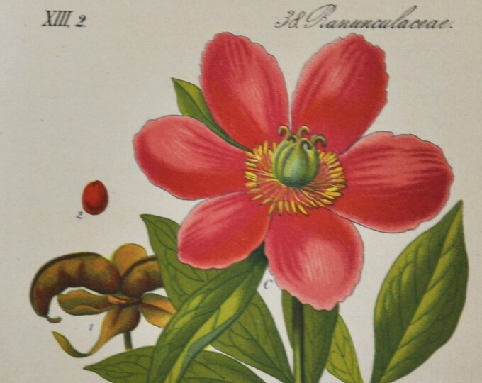 Corallina Peony Print - Original Antique Botanical Print 1880s - Paeonia corallina (plant flower seed common paeoniaceae europe red wild)