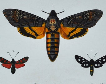 Moths - Hand-colored Original Antique Butterfly Print - Orbigny engraving from 1849 (acherontia atropos zygaena filipendulae syntomis)