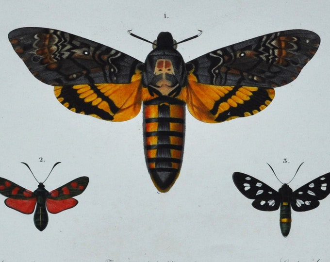 Moths - Hand-colored Original Antique Butterfly Print - Orbigny engraving from 1849 (acherontia atropos zygaena filipendulae syntomis)