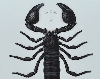 Scorpion - Hand-colored Original Antique Arachnid Print - Orbigny engraving 1849 (scorpio afer, black, Scorpiones, venomous sting, aculeus)