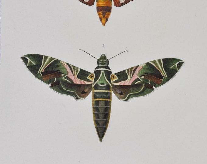 Moths - Hand-colored Original Antique Butterfly Print - Orbigny engraving from 1849 (Macroglossa pelagus, Deilephila nerii, Syntomis)