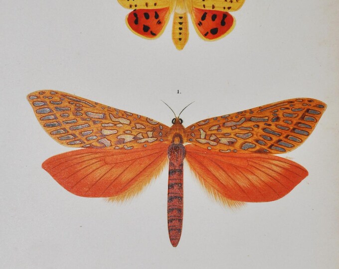 Leto Venus Moth / Purple Tiger / Chelonia Hebe Moth - Hand-colored Original Antique Butterfly Print - Orbigny engraving from 1849 (Hepialus)