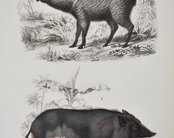 Wild Boar / Collared Peccary - Hand-colored Original Antique Animal Print - Orbigny engraving from 1849 (wild swine, pig, javelina, saino)