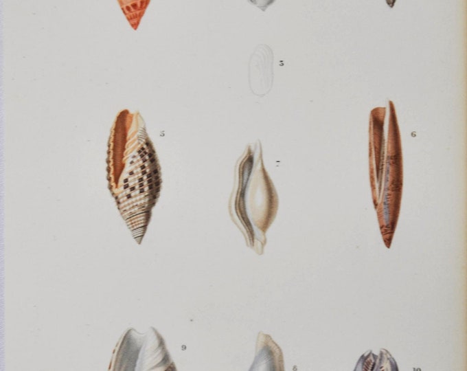 Ancillaria Marginata, Volvaria Pallida - Hand-colored Original Antique Fish Print - Orbigny engraving from 1849 (shellfish, shell sea snail)