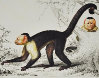 Monkey - Hand-colored Original Antique Animal Print - Orbigny engraving from 1849 (White-faced capuchin, panamanian, cebus hypoleucus)