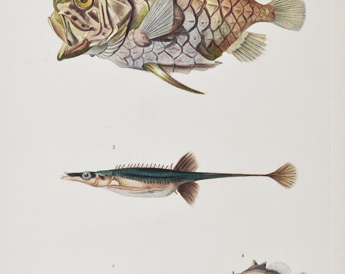 Japanese Pineapplefish / Sea Stickleback / Giant Threespine Stickleback - Hand-colored Original Antique Fish Print - Cuvier engraving 1840s