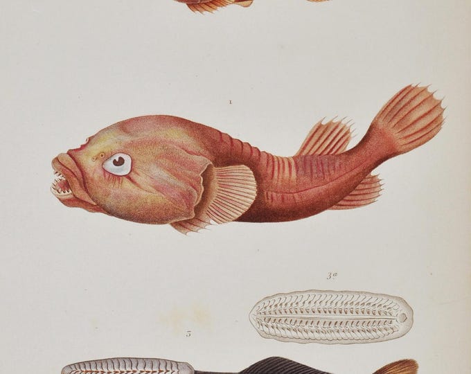 Riverine Clingfish / Shore Clingfish / Marlin Sucker - Hand-colored Original Antique Fish Print - Cuvier engraving 1840s