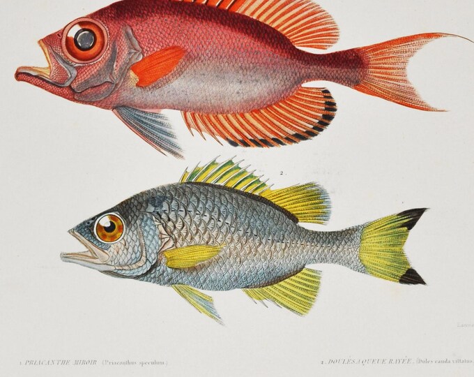 Moontail Bullseye & Ascarene Flagtail Fish - Hand-colored Original Antique Fish Print - Cuvier engraving 1840s
