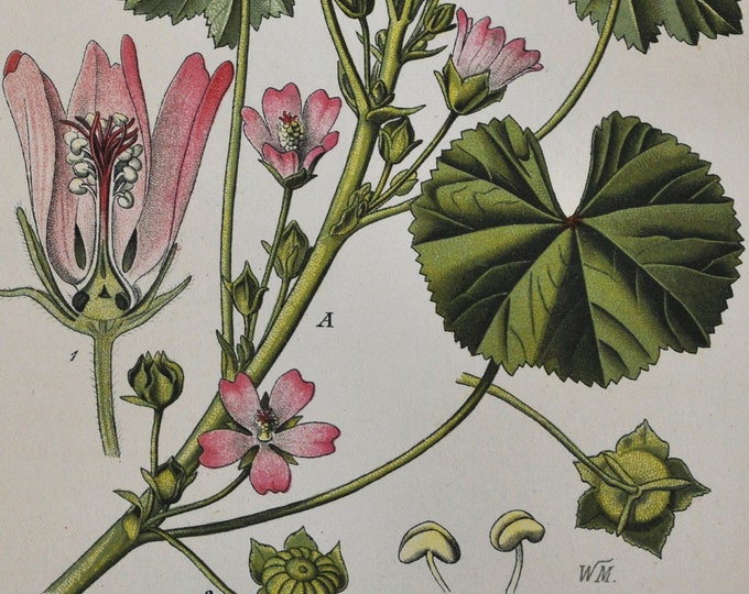 Dwarf Mallow Print - Original Antique Botanical Print 1880s - Malva vulgaris / neglecta (plant flower seed garden europe pink common usa)