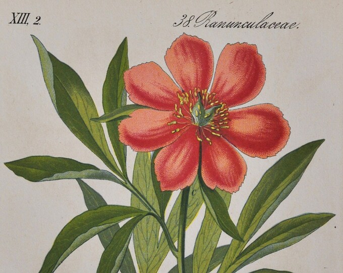 Red Peony Of Constantinople Print - Original Antique Botanical Print 1880s - Paeonia peregrina (plant flower seed common paeoniaceae europe)