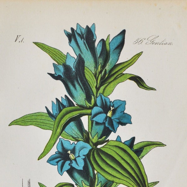 Willow Gentian Print - Original Antique Botanical Print 1880s - Gentiana asclepiadea (plant flower garden seed Gentianaceae Gentianales)