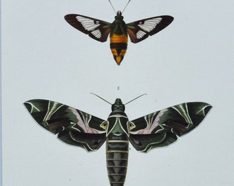 Moths - Hand-colored Original Antique Butterfly Print - Orbigny engraving from 1849 (Macroglossa pelagus, Deilephila nerii, Syntomis)