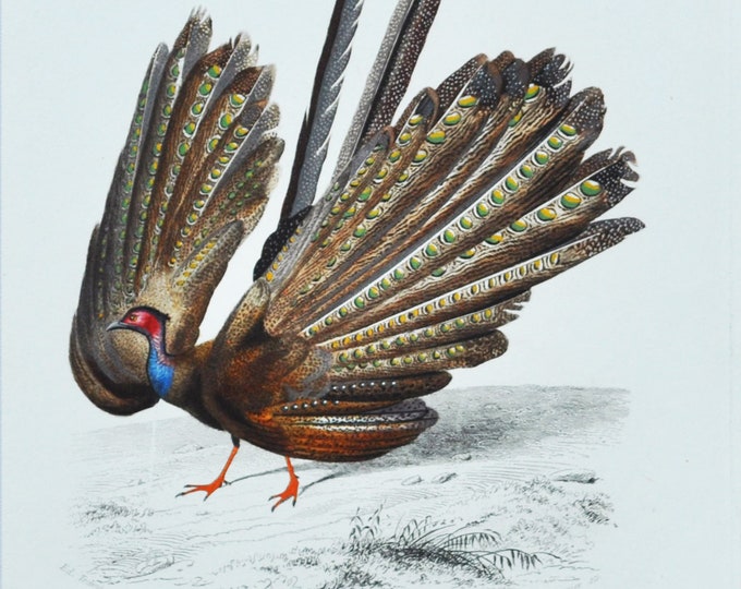 Great Argus - Hand-colored Original Antique Animal Print - Orbigny engraving from 1849 (pheasant, south-east asia, argus phasianus, feather)