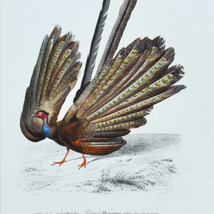 Gran Argus - Grabado original antiguo coloreado a mano de animales - Grabado de Orbigny de 1849 (faisán, sudeste asiático, Argus phasianus, pluma)