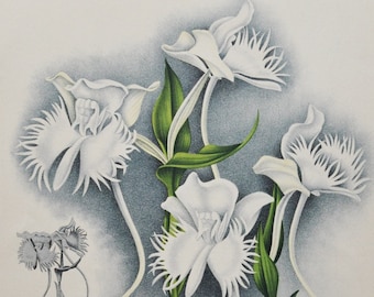 Habenaria Susannae - Original Large Antique Orchid Print 1880s - orchidaceae botanical botany plant flower linden orchidee white butterfly