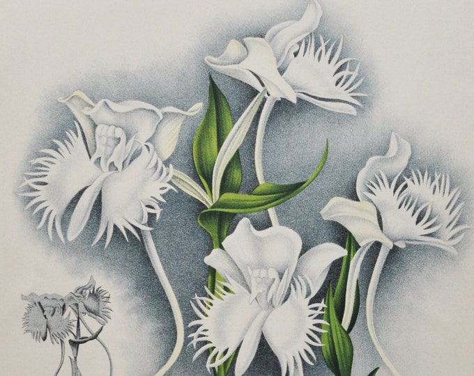Habenaria Susannae - Original Large Antique Orchid Print 1880s - orchidaceae botanical botany plant flower linden orchidee white butterfly