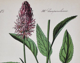 Micheli Rapunzel Print - Original Antique Botanical Print 1880s - Phyteuma michelii (plant flower seed garden purple rampion campanulaceae)