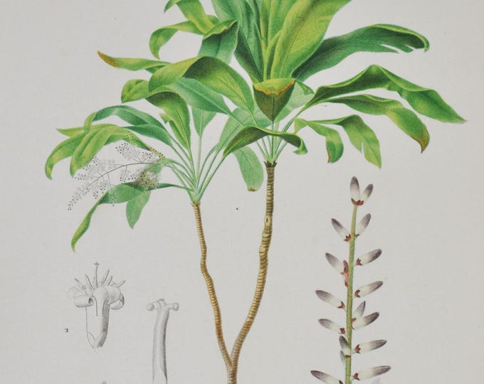 Dracaena - Hand-colored Original Antique Botanical Print - Orbigny engraving 1849 (dracaena brasiliensis tree shrub green plant flower seed)