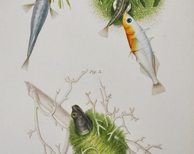 Male and Female Sticklebacks - Hand-colored Original Antique Fish Print - Orbigny engraving from 1849 (Gasterosteus aculeatus building nest)